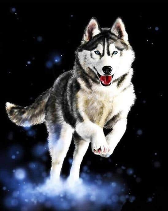 Husky paint by numbers