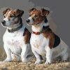 Jack Russell Dogs paint by numbers