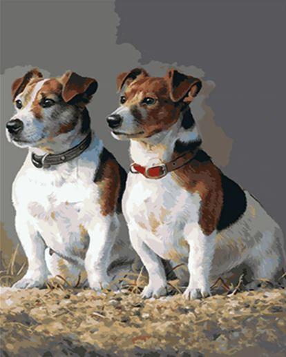 Jack Russell Dogs paint by numbers