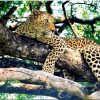 Jaguar On Tree paint by numbers