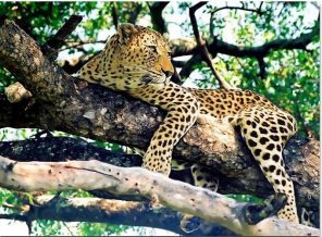 Jaguar On Tree paint by numbers