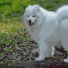 Samoyed Dog Paint By Numbers
