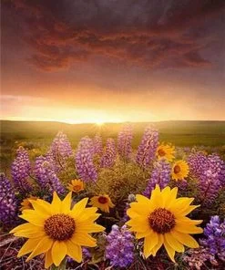 Lavenders And Sunflowers Paint By Numbers
