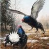 Black Grouse Birds Paint By Numbers