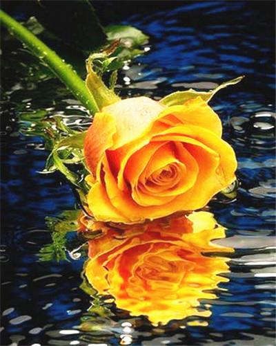Yellow Rose On Water Paint By Numbers - Numeral Paint Kit