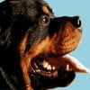 Rottweiler Dog Paint By Numbers