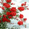Red Roses Paint By Numbers