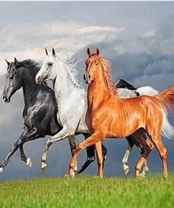 Arabian Horses Animals Paint By Numbers