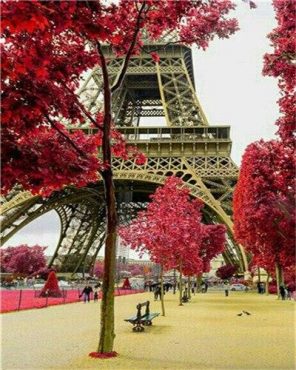 Paris Eiffel Tower Red Trees paint by numbers