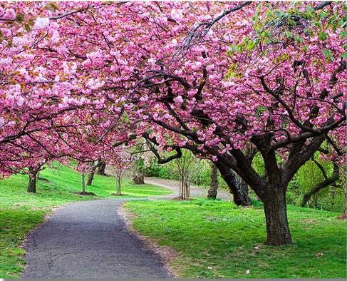 Path Park Cherry Blossom - Landscape Paint By Numbers - Numeral Paint