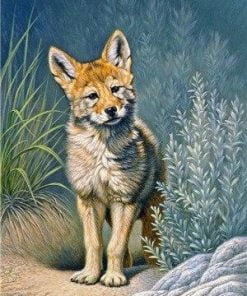 Swift Fox Paint By Numbers