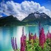 Lupins By Lake Paint By Numbers