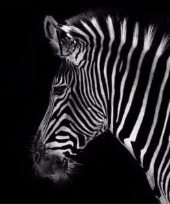 Black And White Zebra Paint By Numbers