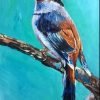 Blue Finch Bird Paint By Numbers