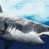 Great White Shark Paint By Numbers
