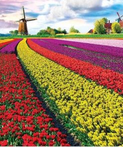 Tulip Field Paint By Numbers