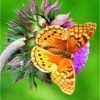 Variegated fritillary Butterfly Paint By Numbers