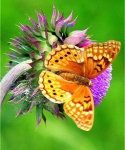Variegated fritillary Butterfly Paint By Numbers