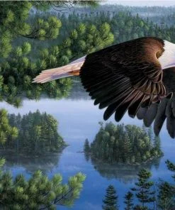 Bald Eagle Paint By Numbers