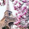 Pink Blossom In Paris Paint By Numbers
