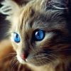 Blue Eyed Cat Paint By Numbers