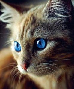 Blue Eyed Cat Paint By Numbers