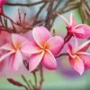 Pink Plumeria Paint By Numbers
