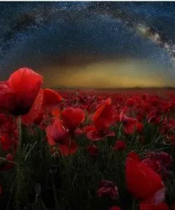 Poppy Flowers in Starry Night paint by numbers