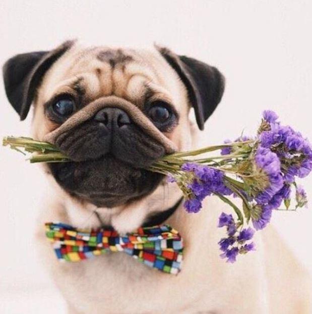 Pug Dog and Flowers paint by numbers
