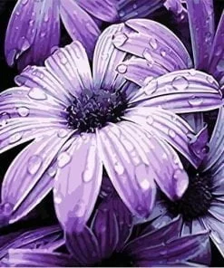 Purple Daisies Paint By Numbers