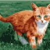 Little Orange Cat Paint By Numbers