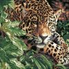 Wild Leopard Paint By Numbers