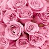 Pink Rose Painting- DIY Paint By Numbers - Numeral Paint