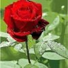 Red Rose Paint By Numbers