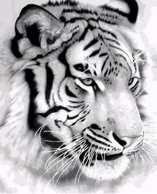 Black And White Tiger Paint By Numbers - Numeral Paint Kit