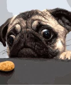 Pug And Cookie Paint By Numbers