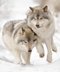 Winter Wolf Couple Paint By Numbers