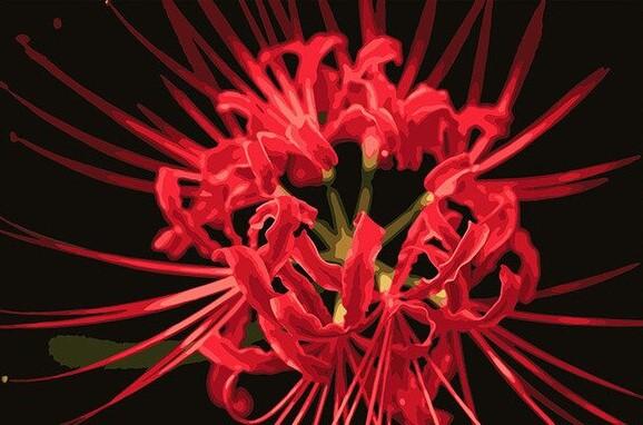 Red Spider Lily Paint By Numbers - Numeral Paint Kit