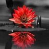 Red Flower Water Reflection Paint By Numbers