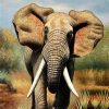 Wild Elephant Animal Paint By Numbers
