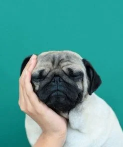 Pug Puppy Paint By Numbers