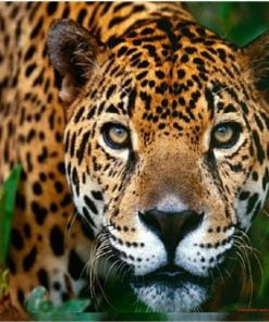 Leopard In The Forest Paint By Numbers