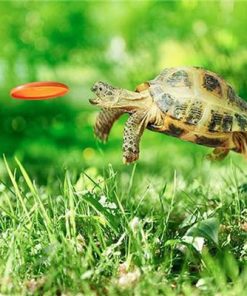 Turtle Catching Frisbee Animals Paint By Numbers