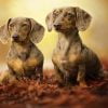 Dachshund Puppies Paint By Numbers