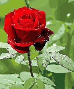 The Red Rose Paint By Numbers