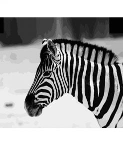 Black And White Zebra Paint By Numbers