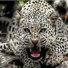 Wild Blue Eyed Jaguar Animals Paint By Numbers