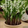 Lily of the Valley Paint By Numbers