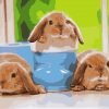 Baby Rabbits Paint By Numbers