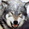Angry Wolf Paint By Numbers